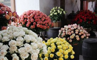 Otavalo + Visit to a Rose Plantation