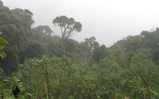 mindo trek