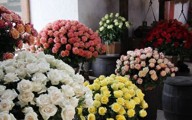 OTAVALO + VISIT TO A ROSE PLANTATION
