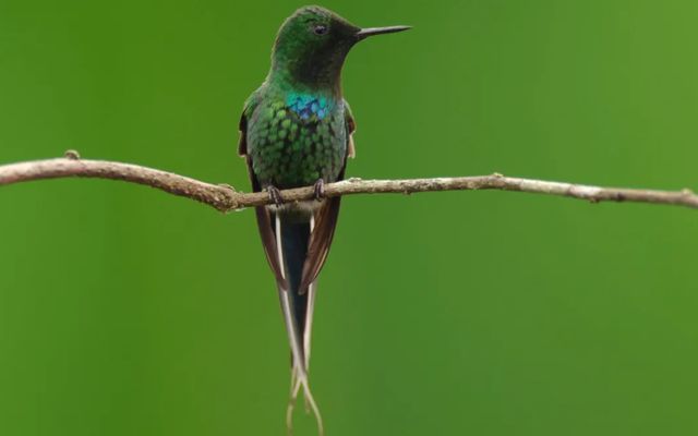 YANACOCHA BIRDWATCHING TOUR