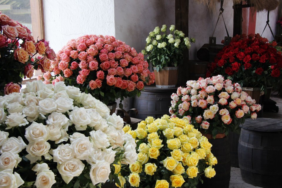 OTAVALO + VISIT TO A ROSE PLANTATION