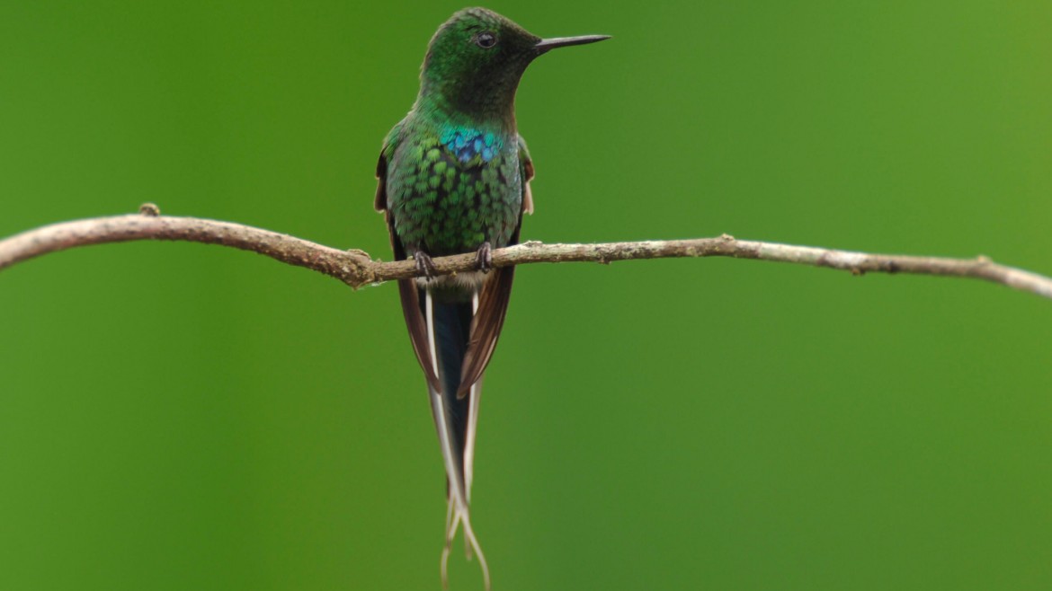 YANACOCHA BIRDWATCHING TOUR