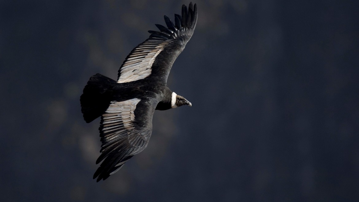 ANTISANA BIRDWATCHING TOUR