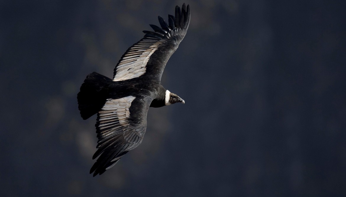 ANTISANA BIRDWATCHING TOUR